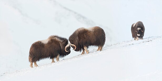 20190205-_F5A4094-CR2