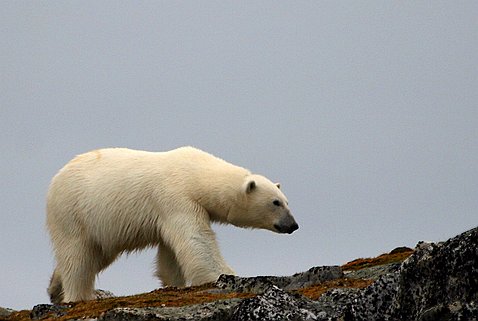 Spitzberg - L'ours polaire Les voyages du Noorderlicht