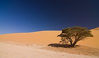 Dunes  Acacia dans les dunes. : tadrart sud