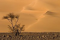 Aman Sammedni.  Les grandes dunes d'Aman Sammedni. : tadrart sud