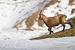 Bouquetins en hiver   Les bouquetins se préparent pour l'hiver. les deux derniers hivers ont été très durs dans les Hautes Alpes et de nombreux animaux sont morts. : bouquetins queyras