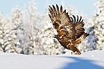    : finlande aigle