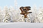    : finlande aigle