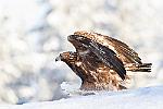 Le surfer des neiges ..... : finlande aigle