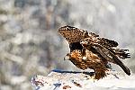 Golden eagle   l'appellation aigle doré (golden eagle) lui vient de la couleur des plumes qui lui couvrent la nuque : finlande aigle