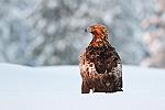     : finlande aigle