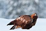La vue perçante de l'aigle royal est beaucoup plus précise (environ 8 fois) que celle de l'homme, et son champ de vision est plus vaste. Cette vue exceptionnelle lui permet de repérer une petite proie à plus d'un kilomètre. : finlande aigle