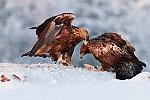    : finlande aigle