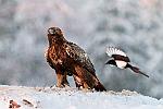 L'aigle et la pie. : finlande aigle