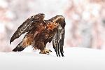    : finlande aigle