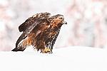    : finlande aigle