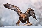 La chasseur   L'Aigle royal  peut voler de longues heures en spirales sans le moindre effort il patrouille, et ratisse son territoire inlassablement. Une fois la proie repérée, il replie ses ailes et se lance dans une course poursuite. Il plante ses serres acérées sur sa proie, la traîne parfois sur plusieurs dizaines de mètres avant de l'emporter. Ses piqués avoisine les 300 km/h. Il peut transporter des proies pesant jusqu'à 5 kg.  Il se nourrit d'oiseaux (tétras et lagopèdes), de mammifères de taille moyenne (marmottes, jeunes ruminants, lièvres, belettes...), des petits rongeurs et occasionnellement de charognes : finlande aigle