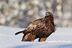 L'aigle royal    Il est le symbole de la force de la beauté et du prestige. C'est le roi des rapaces diurne et le plus grand des rapaces d'europe. : finlande aigle