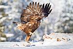 Les griffes mesurent plusieurs centimètres, jusqu'à 6 pour le pouce. : finlande aigle