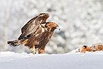 d--1930 : finlande aigle