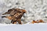    : finlande aigle