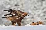    : finlande aigle