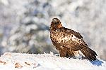 Aquila   Le mot "aigle" est issu du latin aquila, qui pourrait venir d'aquilon, le nom d'un vent du nord. : finlande aigle