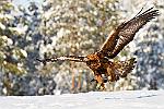    : finlande aigle