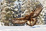 cl--2615-2 : finlande aigle