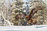 cl--2616 : finlande aigle