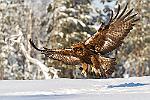 cl--2617 : finlande aigle