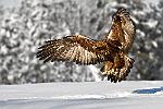 cl--2618b3 : finlande aigle