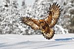 cl--2620-2a3 : finlande aigle