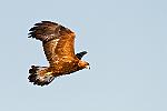 cl--2769b : finlande aigle