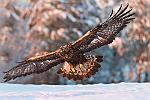 En Vol    En vol, l'Aigle royal se distingue par des longues ailes aux extrémités fortement digitées et légèrement retroussées vers le haut, et par une queue quelque peu arrondie : finlande aigles