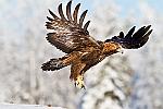 d--1946 : finlande aigle