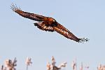 d--1987 : finlande aigle