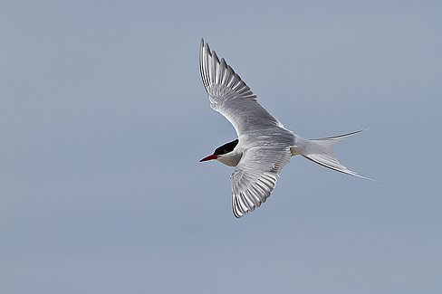 _MG_7393-Modifier En volant d'un pôle à l'autre, la sterne arctique bénéficie de plus d'heures de jour que tout autre oiseau, ce qui lui permet de manger plus longtemps et...