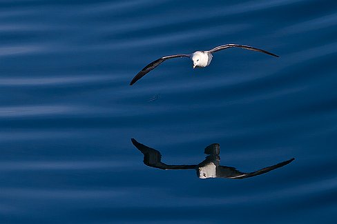 _MG_6710-Modifier2 Grand adepte du vol plané, c'est un plaisir de le voir voler au ras des vagues. Les évolutions du fulmar trahissent son appartenance à la famille des albatros...