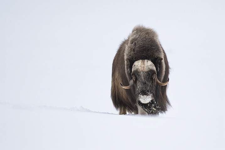 Ovibos - Guerriers des glaces Ils vivent en petits groupes et les mâles s’affrontent régulièrement pour connaitre le dominant. La toundra résonne des...