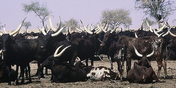 peuls-14 Idéalement la vie sociale et économique des Wodaabe est organisé autour d'un troupeau familial de bovins. Des zébus aux longues cornes en forme de lyre, de la...