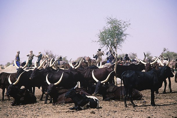 peuls-4 Vie de Woodaabe : vie nomade entiérement vouée à l'élevage du zébu. Le troupeau représente à la fois prestige et soufle vital.