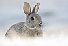 40d-IMG_5009a