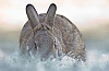 40d-IMG_6575a