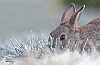 40d-IMG_6579a