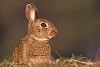 40d-IMG_6946a
