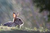 40d-IMG_7391a