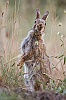 40dIMG_0292a