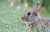IMG_7117a