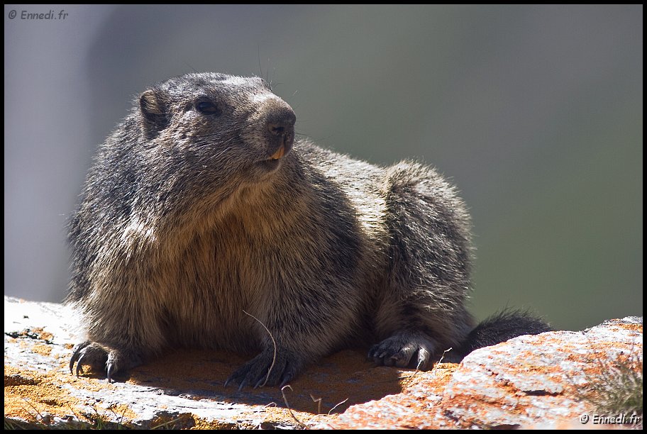 40dIMG_9451b.jpg - Marmotte.