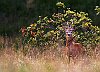 IMG_1791b