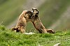 IMG_2242a