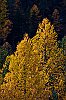 IMG_3850a