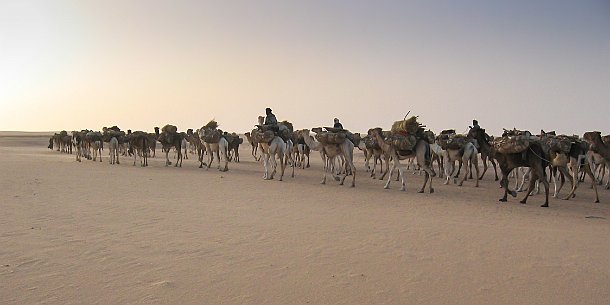 IMG_1537-2 Les caravanes traversent le Ténéré pour échanger du mil et les produits du sud contre le sel et les dates du Kawar.