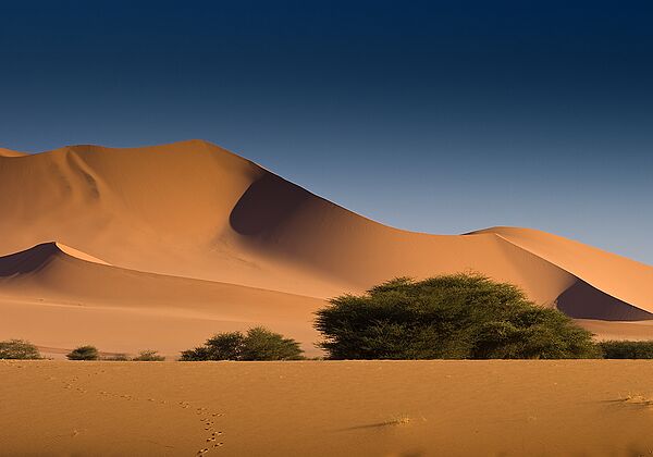 aneth Au nord ouest de Tamanrasset, la région de l'Aneth. De grands ergs étalent leurs dunes au milieu d'un enchevêtrement de...